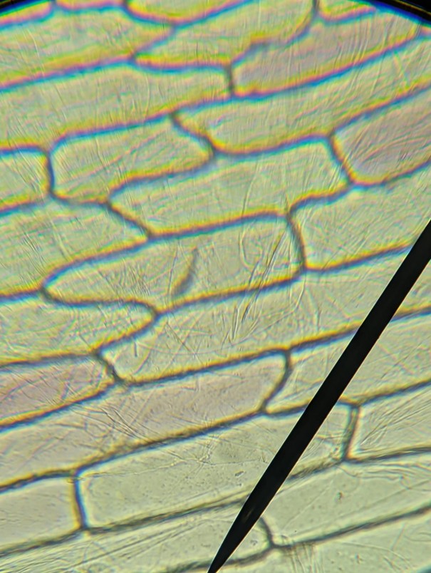 cibule 3